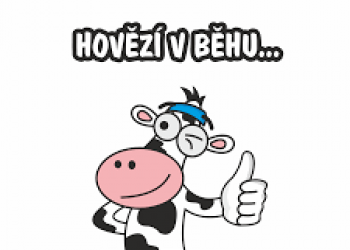 Hovězí v běhu. Na Kaštýle se zapojili do zajímavého programu individuální přípravy
